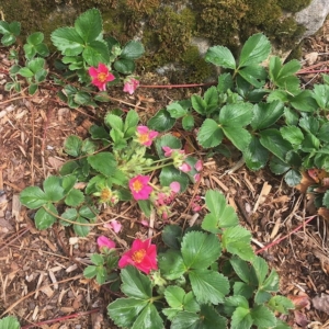 20200418-strawberries blooming at Mukai